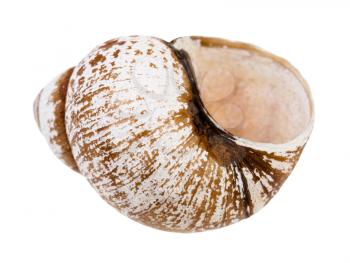 empty shell of snail isolated on white background