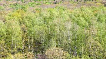 panoramic view of green trees in forest in sunny spring day