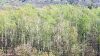 panoramic view of birch grove in forest with first green foliage in sunny spring day