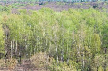 aerial view of birch trees with first green leaves at the edge of forest in sunny spring day