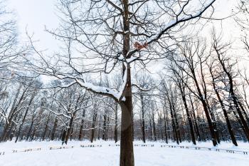 oak tree in front of snow-covered meadow in urban park in winter twilight