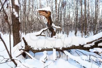 broken tree shaped as fabulous Snake in snow-covered forest in winter twilight
