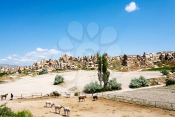 Travel to Turkey - horse paddock near ancient monastic settlement near Goreme town in Cappadocia in spring
