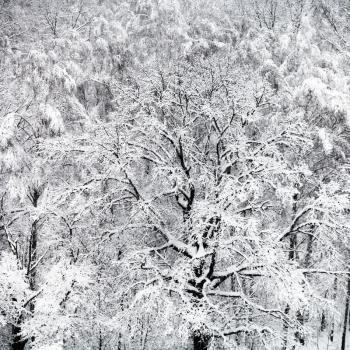 above view of snowy oak tree in snowfall in forest of Timiryazevskiy park in Moscow in winter