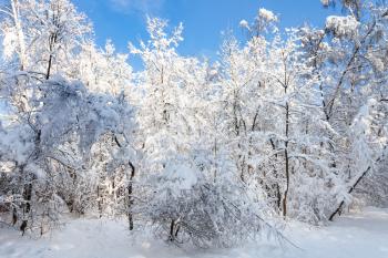 snow-covered woods in Timiryazevskiy forest park of Moscow city in sunny winter morning with blue sky