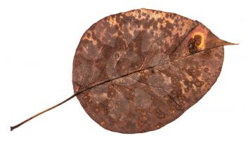back side of old autumn pied leaf of pear tree isolated on white background