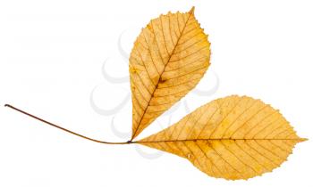 twig with two yellow leaves of horse chestnut tree isolated on white background