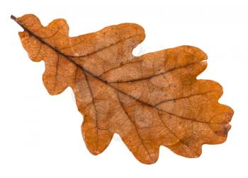 autumn brown leaf of oak tree isolated on white background