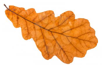 back side of autumn leaf of oak tree isolated on white background