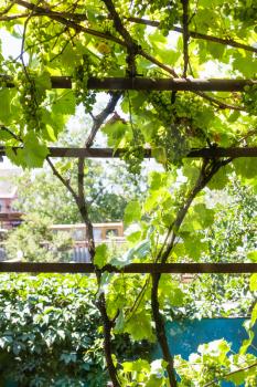 green vineyard on backyard of country house in sunny summer day in Kuban region of Russia