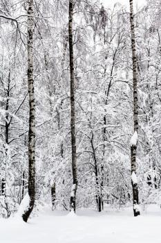 birches in snowy forest of Timiryazevskiy park of Moscow city in overcast winter day