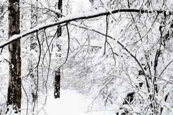 snow-cowered woods in winter forest of Timiryazevskiy park in Moscow city