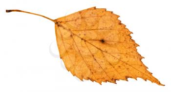 back side of old fallen leaf of birch tree isolated on white background