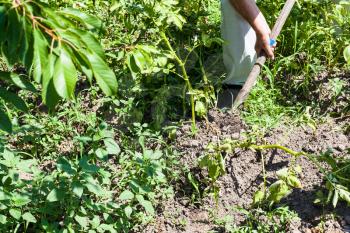peasant digs potato bush in vegetable garden in sunny summer day in Kuban region of Russia
