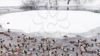 ducks and drakes swimming in pond in urban Timiryazevskiy park in Moscow city in winter snowfall