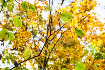 green hazel leaves close up and yellow maple foliage on background in forest of Timiryazevsky Park in sunny october day