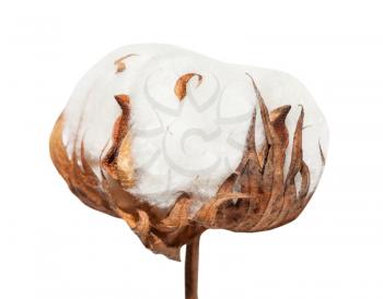 side view of dried ripe boll of cotton plant isolated on white background