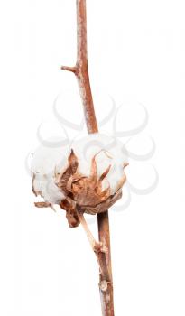 boll with cottonwool of cotton plant on branch isolated on white background