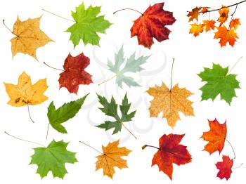 collection of various leaves of maple trees isolated on white background