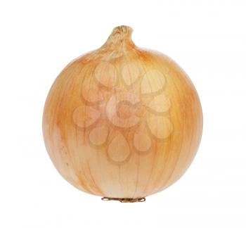 side view of bulb of common onion isolated on white background