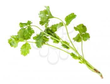 twig of fresh green coriander herb isolated on white background