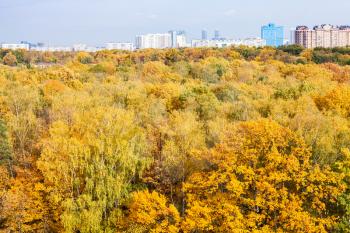 yellow forest and apartment houses on horizon on sunny autumn day