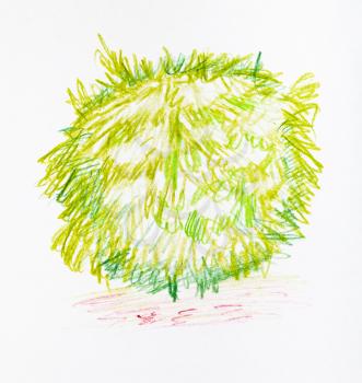 sketch of lush foliage of shrub in spring hand-drawn by color pencils on white paper