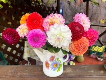 bouquet of fresh colorful dahlia flowers in vintage coffee pot on rustic yard