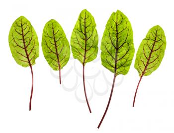 several fresh leaves of green Chard leafy vegetable (mangold, beet tops) isolated on white background