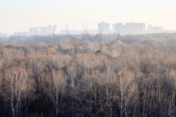 tops of trees in park lit by sun in cold winter morning in Moscow city