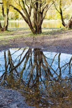 old willow is reflected in a rain puddle on shore of pond in city park on sunny autumn day
