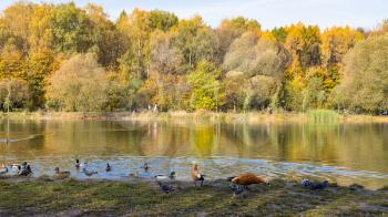 birds feed on shore of pond in city park on sunny autumn day