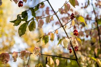 branch of Euonymus tree with ripe berries close up in city park on sunny autumn day (focus on berries on foreground)