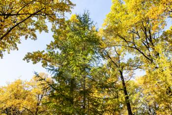 crowns of yellow oaks and green larch in city park on sunny autumn day