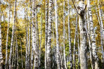 white trunks of birch trees in grove in city park on sunny autumn day