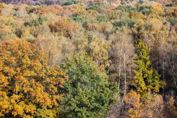above view of colorful trees in autumn deciduous forest on sunny day