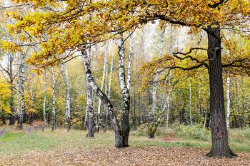 forest clearing covered by fallen leaves with oak and birch trees in city park on autumn day