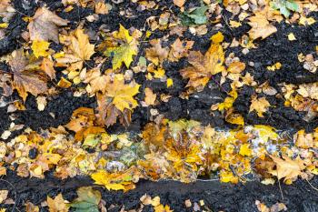 above view of rain puddle in deep rut on dirty road covered with fallen leaves in city park on autumn day