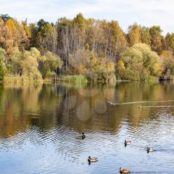 pond with ducks and colorful trees on shore in city park in autumn morning