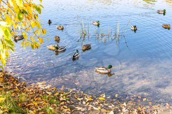 ducks swim near coast of pond in city park on sunny autumn day