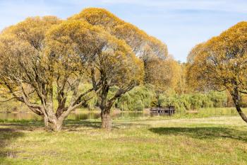 yellow willow trees on meadow near pond in city park on sunny autumn day