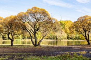 old willow trees on shore of pond in city park on sunny autumn day