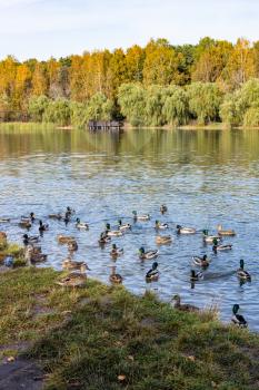 ducks swim and feed in pond in city park on sunny autumn day
