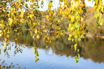 yellow twigs on birch tree lit by sun and calm water of pond on background in city park on sunny autumn day (focus on leaves on foreground)