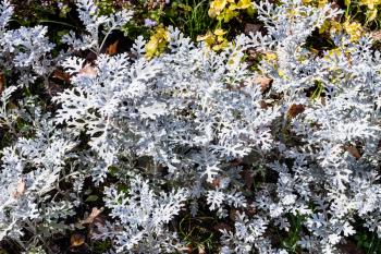 Senecio Cineraria Silver Dust (Silver Ragwort) plant close up in flowerbed on sunny autumn day