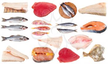 collection of frozen raw fishes (codfish, salmon, zander, pike-perch, sturgeon, tuna, seabass, trout, surmullet, herring, rockfish, sea perch, sole, etc) isolated on white background