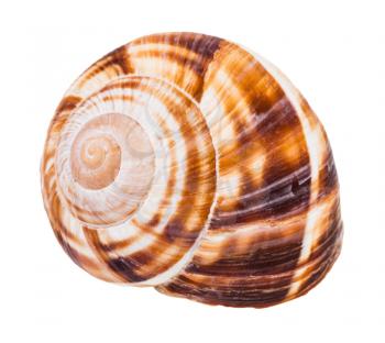 shell of burgundy snail isolated on white background
