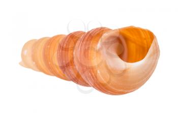 empty shell of tower snail isolated on white background
