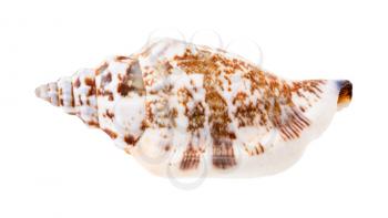 shell of whelk mollusc isolated on white background