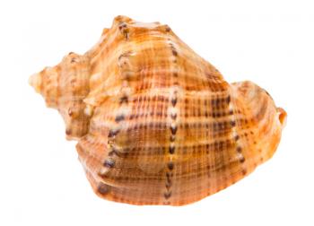 shell of rapana isolated on white background
